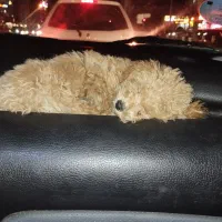 سگ پودل|سگ|مشهد, چهارچشمه|دیوار