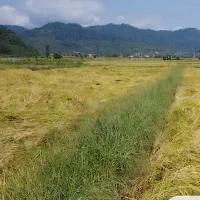 فروش زمین ۱۰۰۰ متری درلیسار تالش|فروش زمین و ملک کلنگی|لیسار, |دیوار