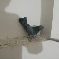 کبوتر|پرنده|جونقان, |دیوار