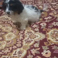 توله نر پاکوتاه|سگ|زابل, |دیوار