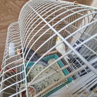 یک جفت عروس هلندی سالم و سرحال|پرنده|قزوین, |دیوار