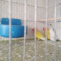 فروش طوطی برزیلی