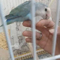 کوتوله،مرغ عشق با لوازم
