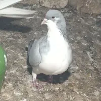 بدرنگ ماده|پرنده|اقبالیه, |دیوار