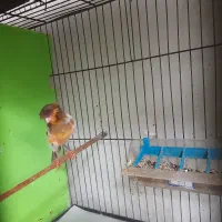 قناری رو جوجه|پرنده|قائمشهر, |دیوار