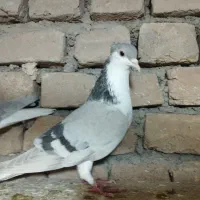 کبوترساده|پرنده|زبرخان, |دیوار