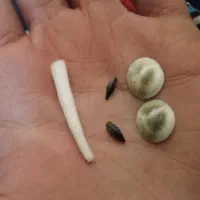 مهره هندی|کلکسیون اشیاء عتیقه|زاهدان, |دیوار