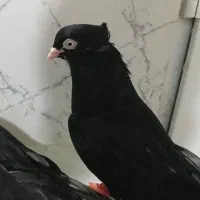 گم شده زاغ
