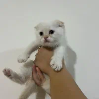 واگذاری بچه گربه اسکاتیش|گربه|کاشان, امیرکبیر|دیوار