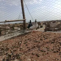 کبوتر پرشی|پرنده|اصفهان, عمان سامانی|دیوار