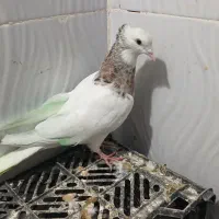 طوقی|پرنده|یاسوج, |دیوار