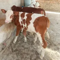جهت خرید انواع گوساله پرواری داشتی|حیوانات مزرعه|تهران, بوستان ولایت|دیوار