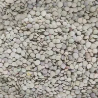 عدس تازه امسال