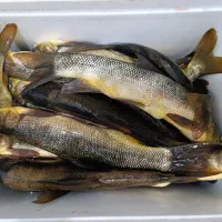 ماهی بزرگ و تازه|ماهی|دورود, |دیوار