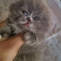 اسکاتیش فولد لانگ هیر و بریتیش هیمالین|گربه|سقز, |دیوار