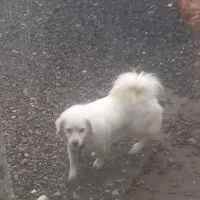 اشپیتز ماده