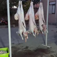 گوشت گوساله