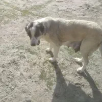 سگ ماده|سگ|گنبد کاووس, |دیوار