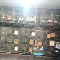 عروس هلندی