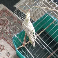 عروس هلندی لوتینو