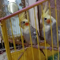 عروس هلندی مولد