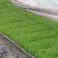 تخم هاشمی آماده کاشت