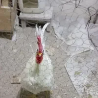 یک عدد خروس سفید یک ساله