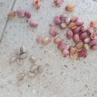 پسته کله قوچی|خوردنی و آشامیدنی|تهران, ستارخان|دیوار