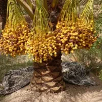 فروش خارک مکتیب زرد وشیخالی(قرمز)شیرین|خوردنی و آشامیدنی|شیراز, سجادیه|دیوار