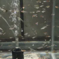 ماهی گوپی خوشگل|ماهی|قم, شهرک سازمان آب|دیوار