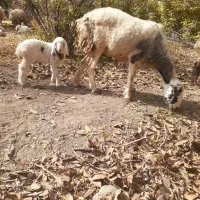 میش بره دار جون|حیوانات مزرعه|سیرجان, |دیوار