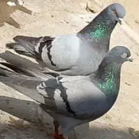 کبوتر سبز  رودخانه معاوضه بامرغ