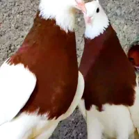 طوقی