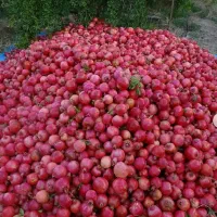 آب انار از باغ ،آب آلبالو آب زرشک قیمت تولیدی|خوردنی و آشامیدنی|گنبد کاووس, |دیوار