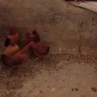 بوقلمون و مرغ|حیوانات مزرعه|گلپایگان, |دیوار