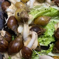 حلزون مولد|خزنده|شهریار, شهریار|دیوار