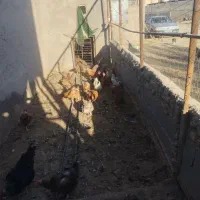 مرغ محلی|حیوانات مزرعه|قوچان, |دیوار