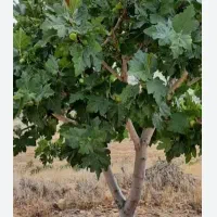 درخت انجیر زرد