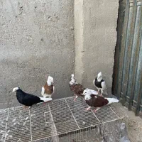 کفتر کبوتر|پرنده|قشم, |دیوار