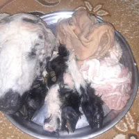 2عدد کله پاچه بره تازه تازه