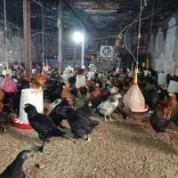 جوجه مرغ|حیوانات مزرعه|بهبهان, |دیوار