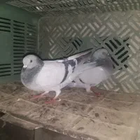 کفتر|پرنده|کهنوج, |دیوار