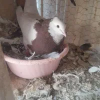 کفتر|پرنده|برخوار, |دیوار