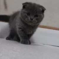 اسکاتیش بلو با اصالت|گربه|کرمان, |دیوار