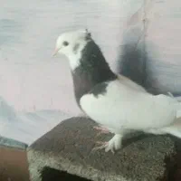 ماده طوقی|پرنده|شیراز, تاچارا|دیوار