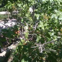 ویلا باغ در باغمعروف