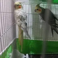 عروس هلندی جفت نرو ماده|پرنده|اصفهان, قهاب جنوبی|دیوار