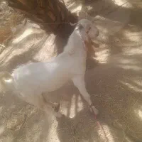فروش دو عدد بز نر