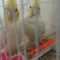 عروس هلندی لوتینو مولد|پرنده|مشهد, سیسآباد|دیوار