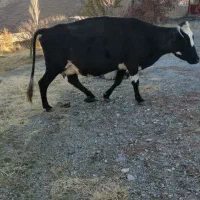 گاو گوشتی وشیری|حیوانات مزرعه|سیلوانه, |دیوار